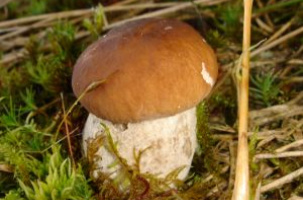 Foire aux champignons | Saugues_Saugues