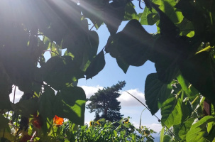 Balade gourmande au jardin LOU PINATOU_Solignac-sous-Roche