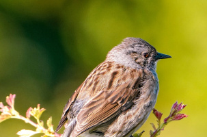 Conférence-atelier : "La biodiversité exceptionnelle en Haute-Loire"_Brives-Charensac