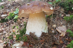 Semaine gourmande : balade-découverte en sous-bois_Araules