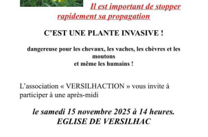 Le Séneçon du Cap envahit notre belle région_Yssingeaux