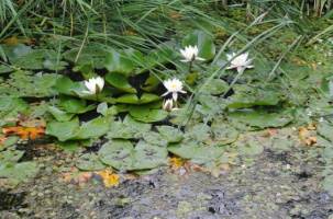 Sortie nature_Le Chambon-sur-Lignon