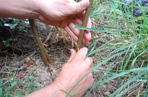 CBN | Apprendre à faire les greffes de printemps sur les pommiers_Chavaniac-Lafayette