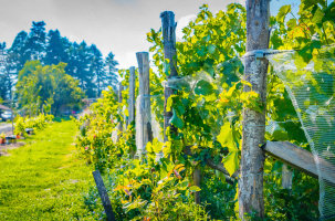 Visite et dégustation au domaine Clos du Paradis_Espaly-Saint-Marcel