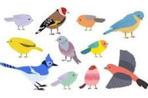 Découverte des chants des oiseaux_Chenereilles