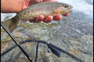 Pêche au tenkara_Tence