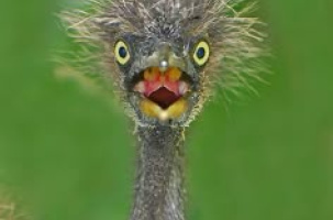 Drôles d'oiseaux_Tence
