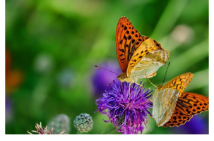Conférence "Les relations plantes-insectes"_Aurec-sur-Loire