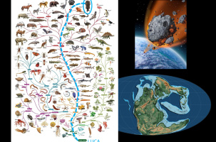 Conférence "L'histoire (r)évolutionnaire d'homo sapiens_Laussonne
