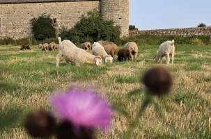 L'écho-domaine du château du Mazel_Tence