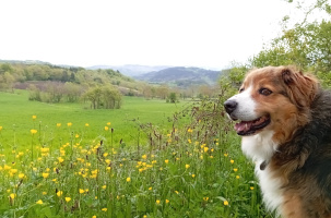 Une course pour la cause animale
