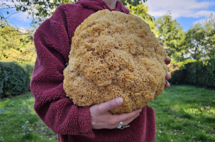 Le champignon pèse 5,8 kg.
