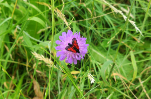 La fête de la Nature se tient du 24 au 29 mai 2023. 