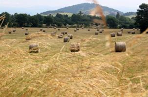 158 communes du Puy-de-Dôme en calamité agricole perte sur fourrage