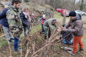 Le 23 janvier 2022, les adhérents ont appris à tailler la vigne.