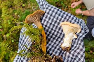 Chanterelle en tubes et pied de mouton sont comestibles.