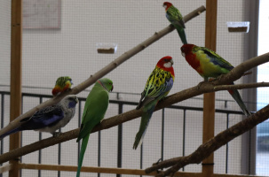Perruches omnicolores et de Pennant, MPT de Chadrac, Exposition Vente Oiseaux en cage