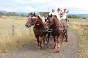 Il y aura différents types d'attelages et de chevaux sur la Route de la Lentille