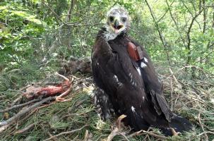 Le jeune aigle royal lors de la pose du GPS.