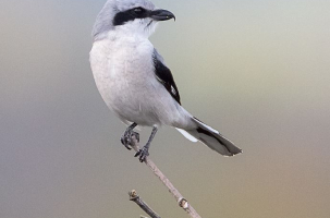 Espèce d’oiseau fortement menacée, la Pie-grièche grise