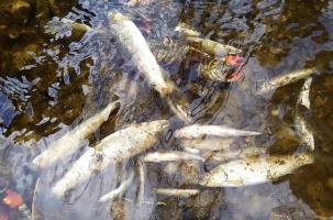 Des poissons morts dans la Sénouire, premières victimes de la pollution.