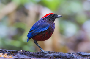 25% des espèces d'oiseaux ont disparu en Europe en 40 ans.