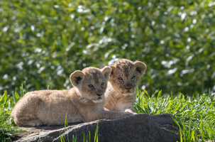 parc animalier d'auvergne