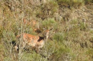 Biche observée lors du comptage