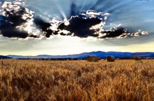 Les agriculteurs doivent adapter leurs cultures en fonction du dérèglement climatique.