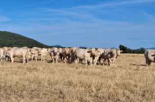 Les animaux d'élevage sont vulnérables au stress thermique