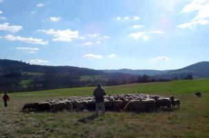 Deux altiligériens sélectionnés pour la nationale du meilleur jeune berger de France