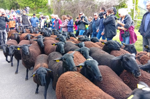 La transhumance et de la tonte traversent le temps et les cœurs en terres vellaves.