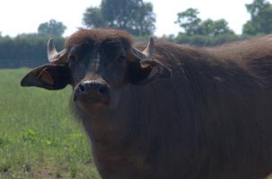 Une bufflonne a été grièvement percutée à Montfaucon.
