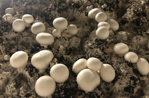 La société est spécialisée dans la production et la distribution de champignons