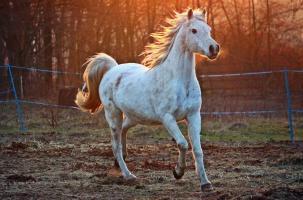 Un cheval qui court dans un près 