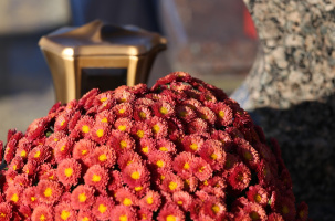 Chrysanthème