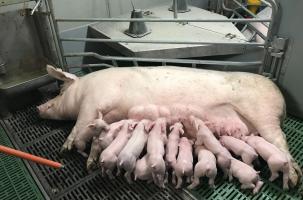 La filière Porc de Haute-Loire existe depuis 2008. 