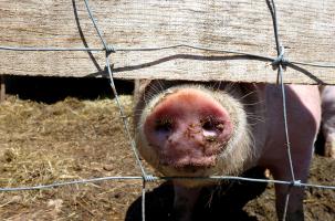 La ferme des animaux en territoire ponot.