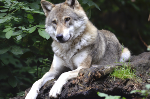 Est-ce bien un loup qui a attaqué les animaux ?