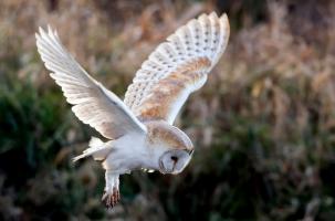 L'effraie des clochers, un oiseau aussi magnifique que fragile.
