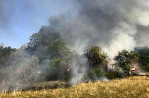 Les arbres se sont littéralement transformés en torche. 