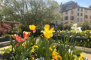 Un parterre de tulipe devant la mairie du Puy-en-Velay.