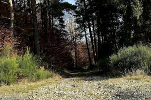 La forêt Cévenole au Chambon-sur-Lignon.