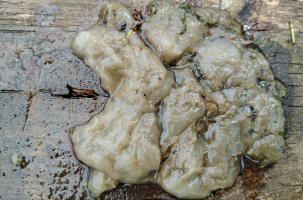 L'émulsion entre l'ensilage et l'eau a généré des plaques visqueuses dans le ruisseau.