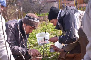 Atelier greffe le 6 avril au Jardin de Taulhac