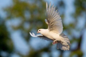 rassemblement pour la paix 