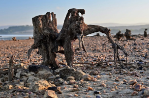 Les vestiges de l'ancienne forêt refont surface, comme des témoins immortels du passé. 