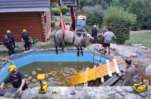 Les pompiers sont là pour tous, humains et animaux, comme cette jument en difficulté. 