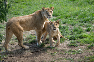 Sauvegarde des Lions d'Afrique