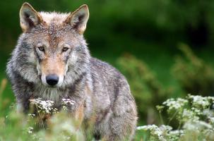 Le Loup gris est une des sous-espèces sauvages de Canis lupus regroupant loup et chien.